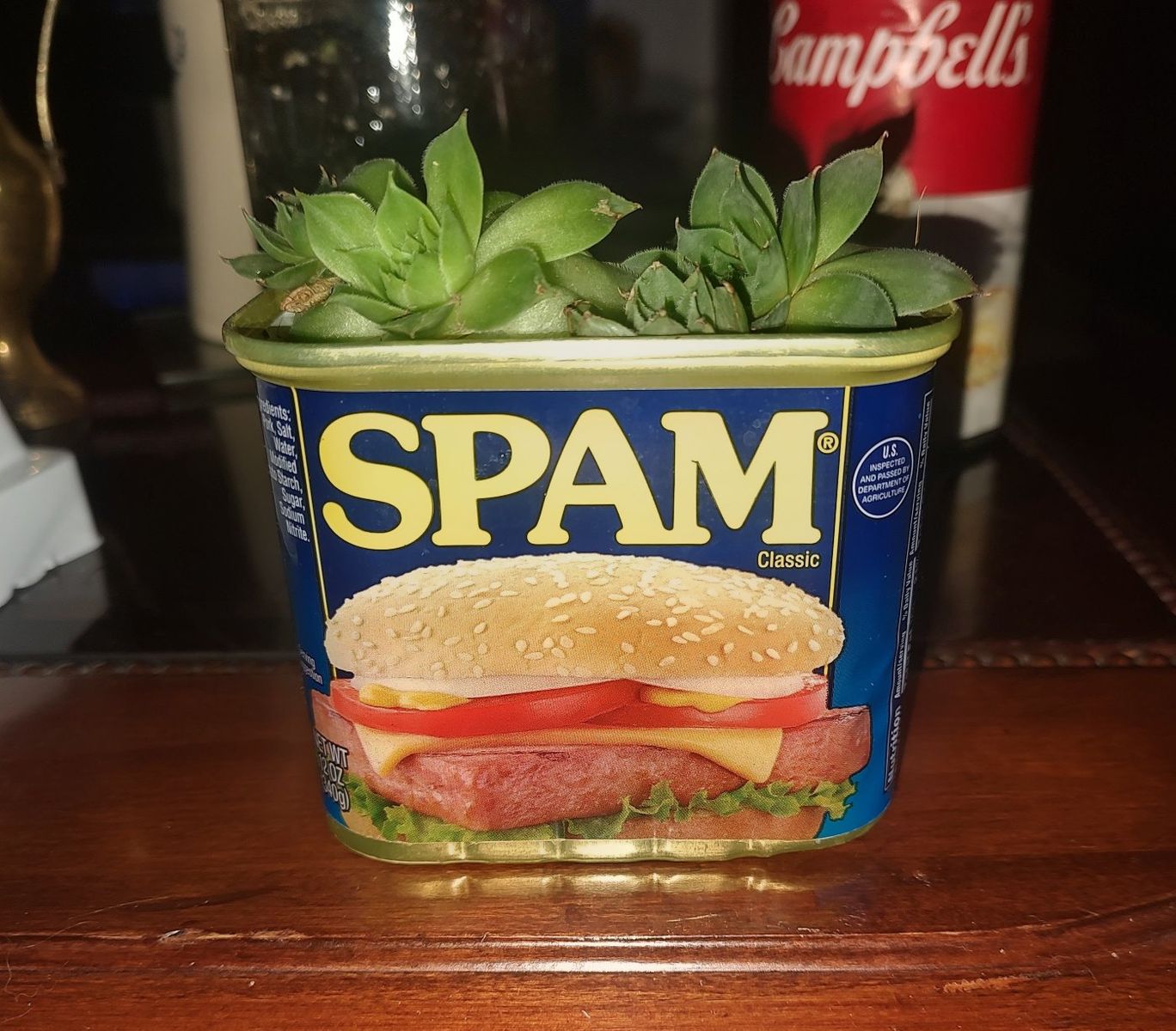 SPAM Classic Can Planter with Live Succulent - Unique Home Decor