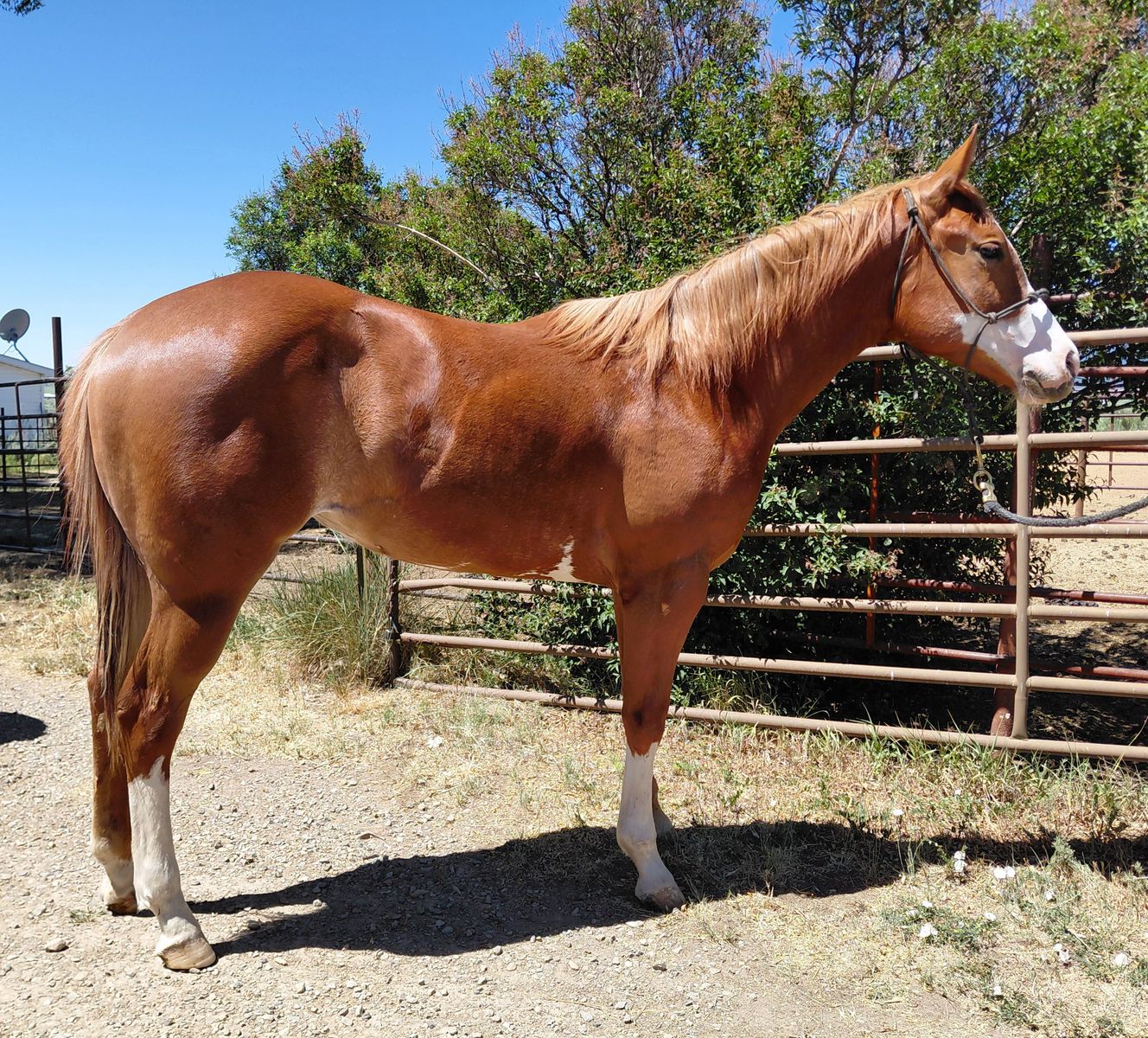 2025 APHA  Overo filly. Lots of ground work