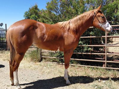 2025 APHA Overo filly. Lots of ground work