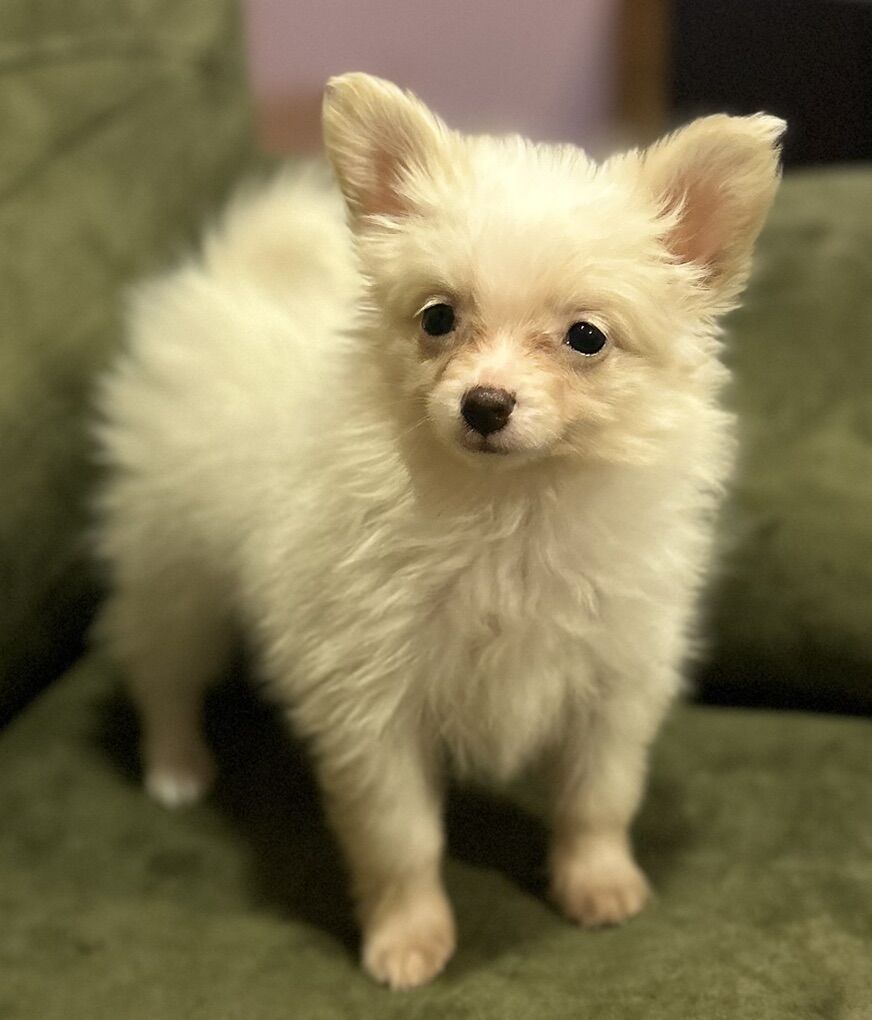 Papillon/Pomeranian