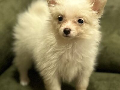 Papillon/Pomeranian