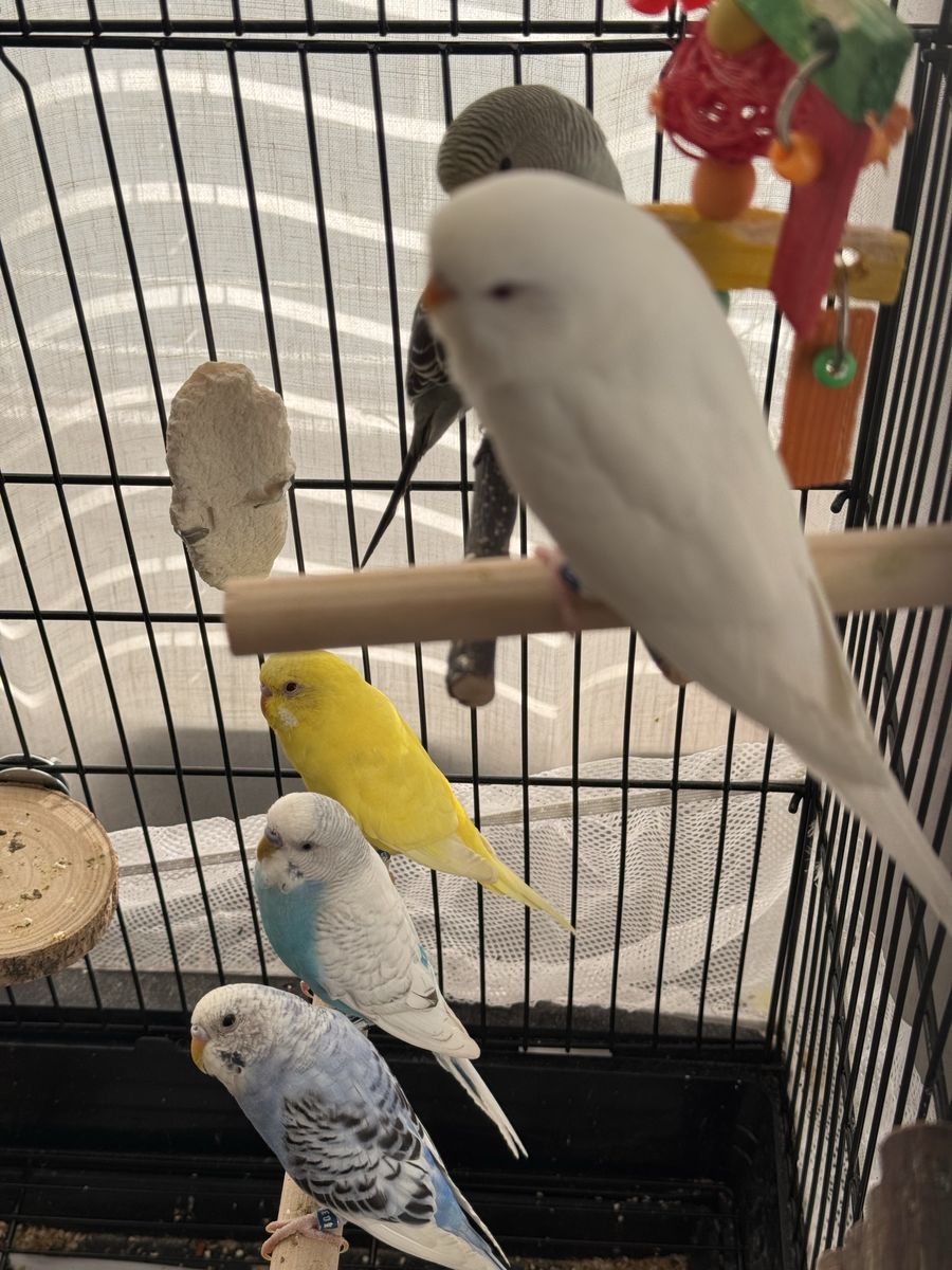 Pet Parakeets / Budgies - Various Colors