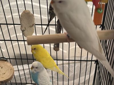 Pet Parakeets / Budgies - Various Colors