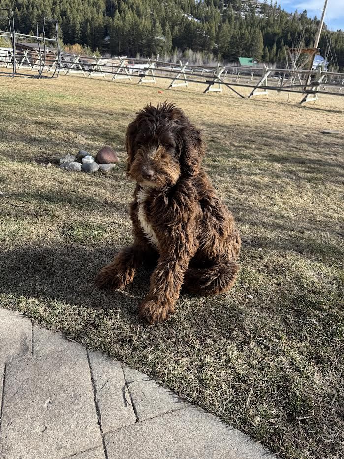 One Year Old Springer Doodle