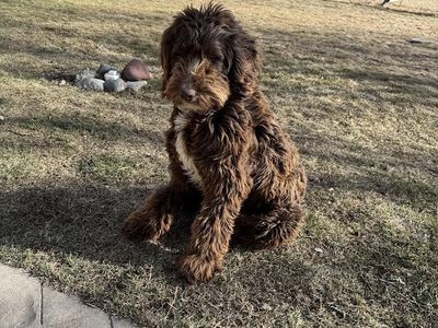 One Year Old Springer Doodle