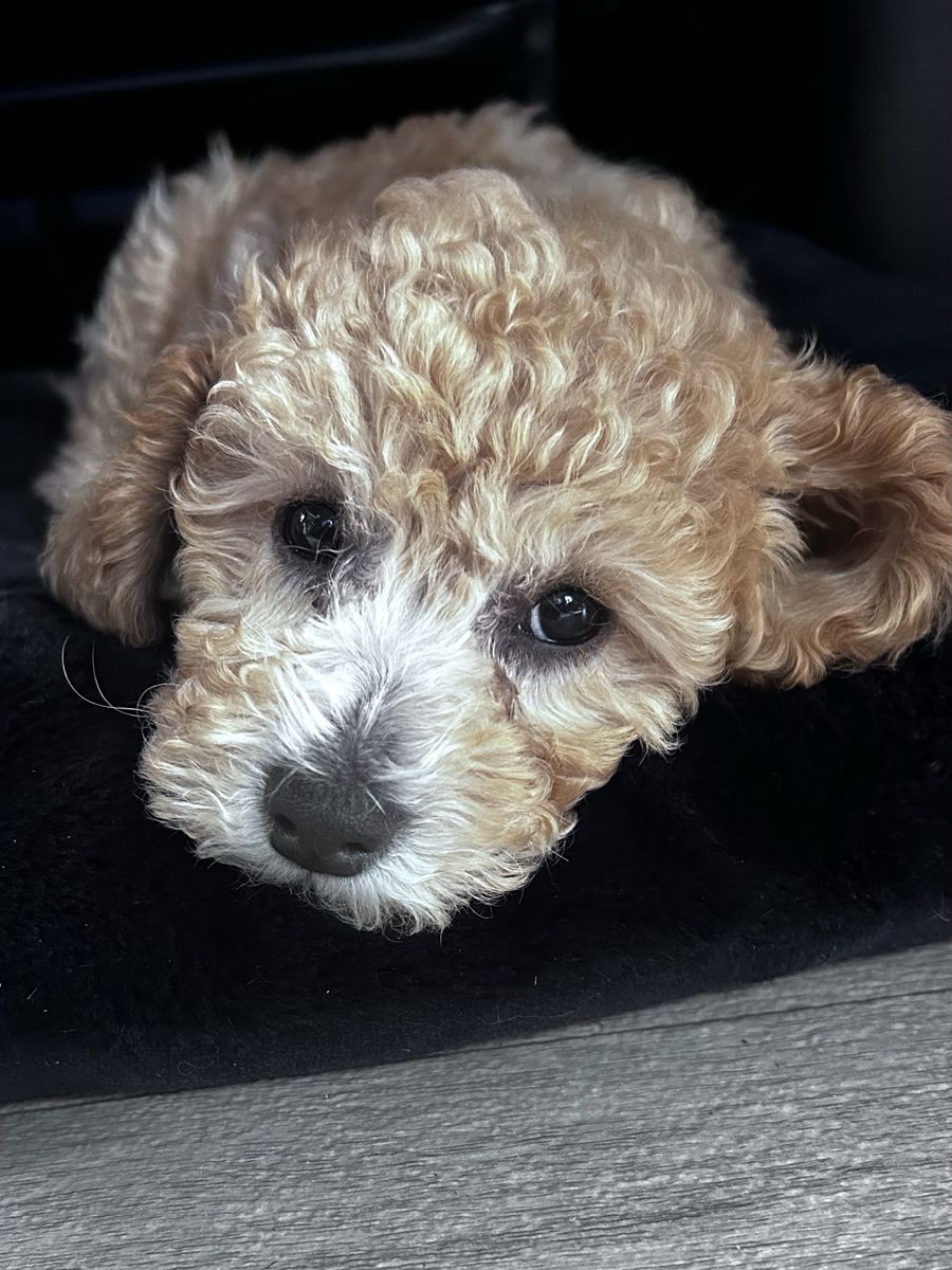 Purebred Toy Poodle Apricot
