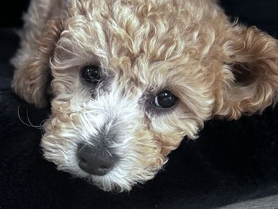 Purebred Toy Poodle Apricot