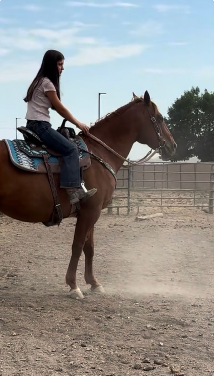2007 AQHA mare