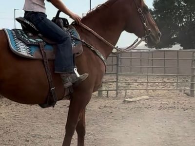 2007 AQHA mare