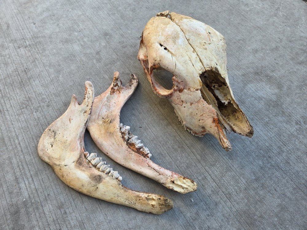 Young Cow Skull