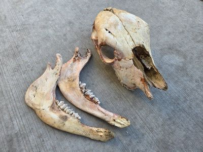 Young Cow Skull