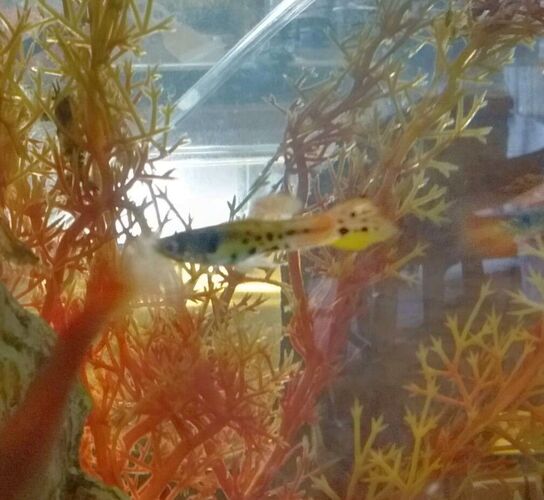 Rehoming Freshwater Aquarium Fish Tank Guppy Endler Fish