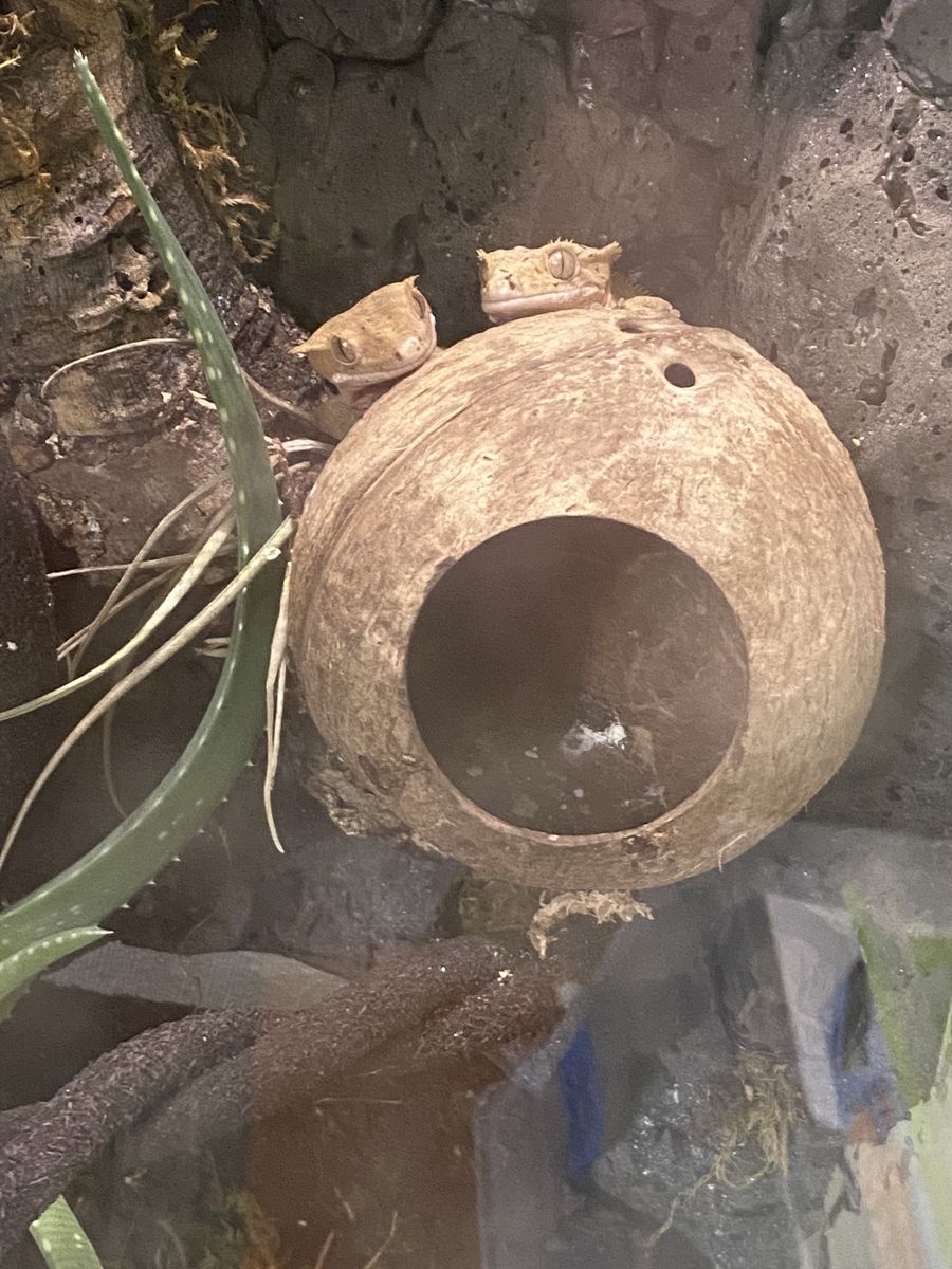 Adult pair of Crested Geckos