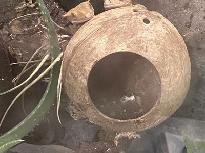 Adult pair of Crested Geckos