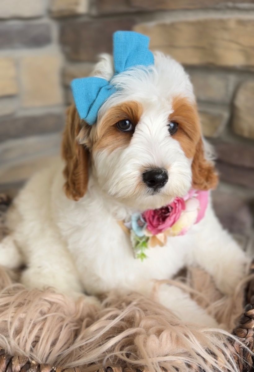 Goldendoodle, Goldendoodle Puppies, Doodle