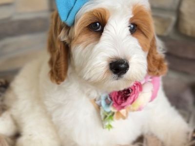 Goldendoodle, Goldendoodle Puppies, Doodle