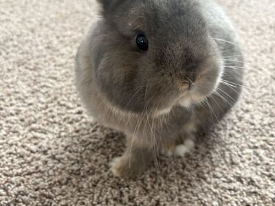Dwarf Bunny