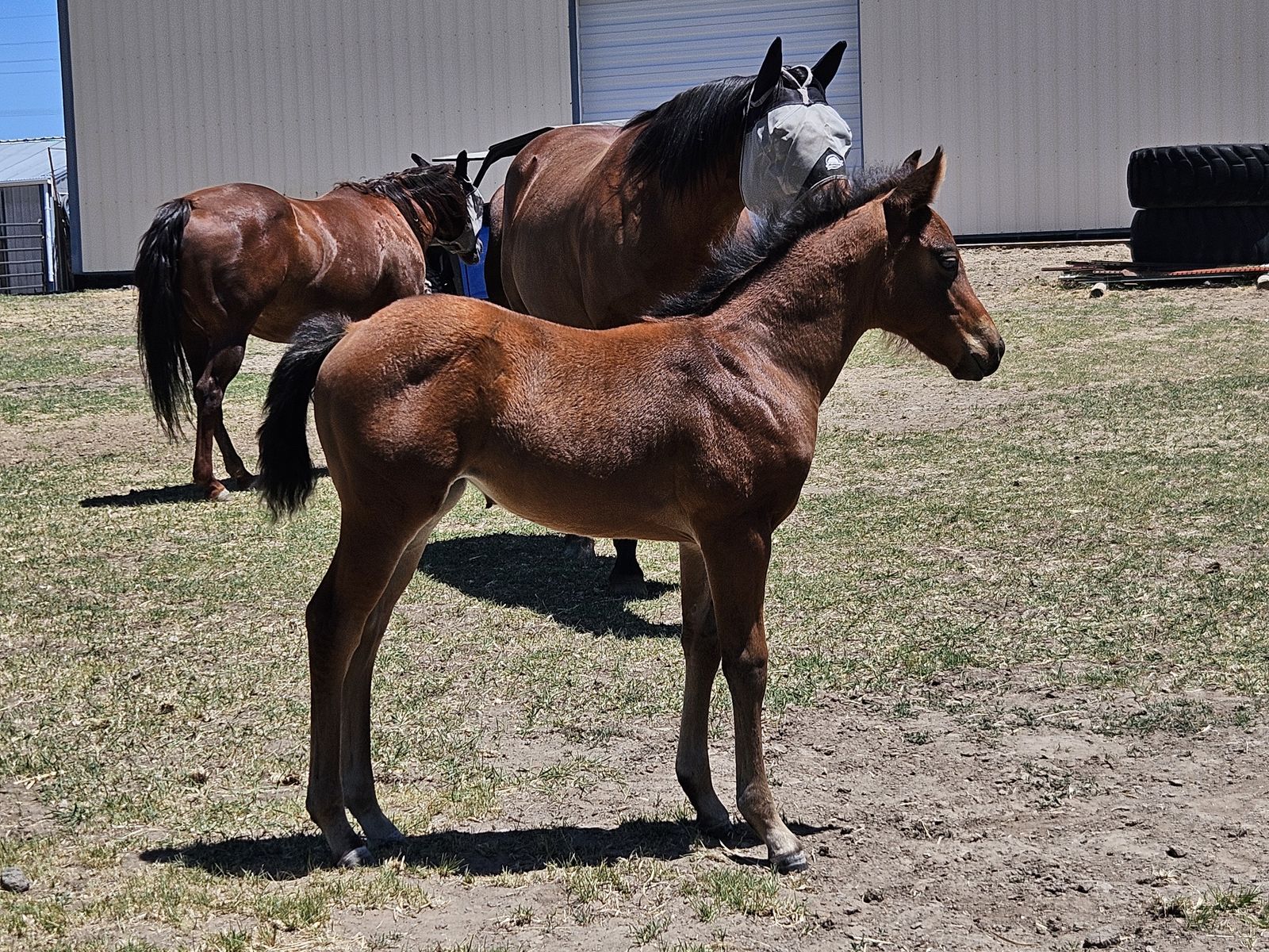 Dual Equis filly!