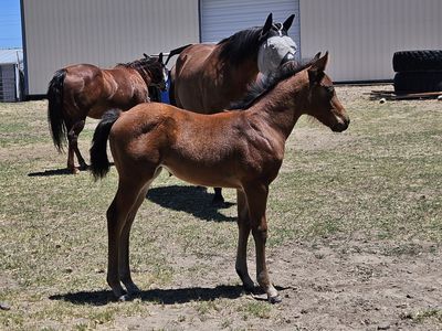 Dual Equis filly!