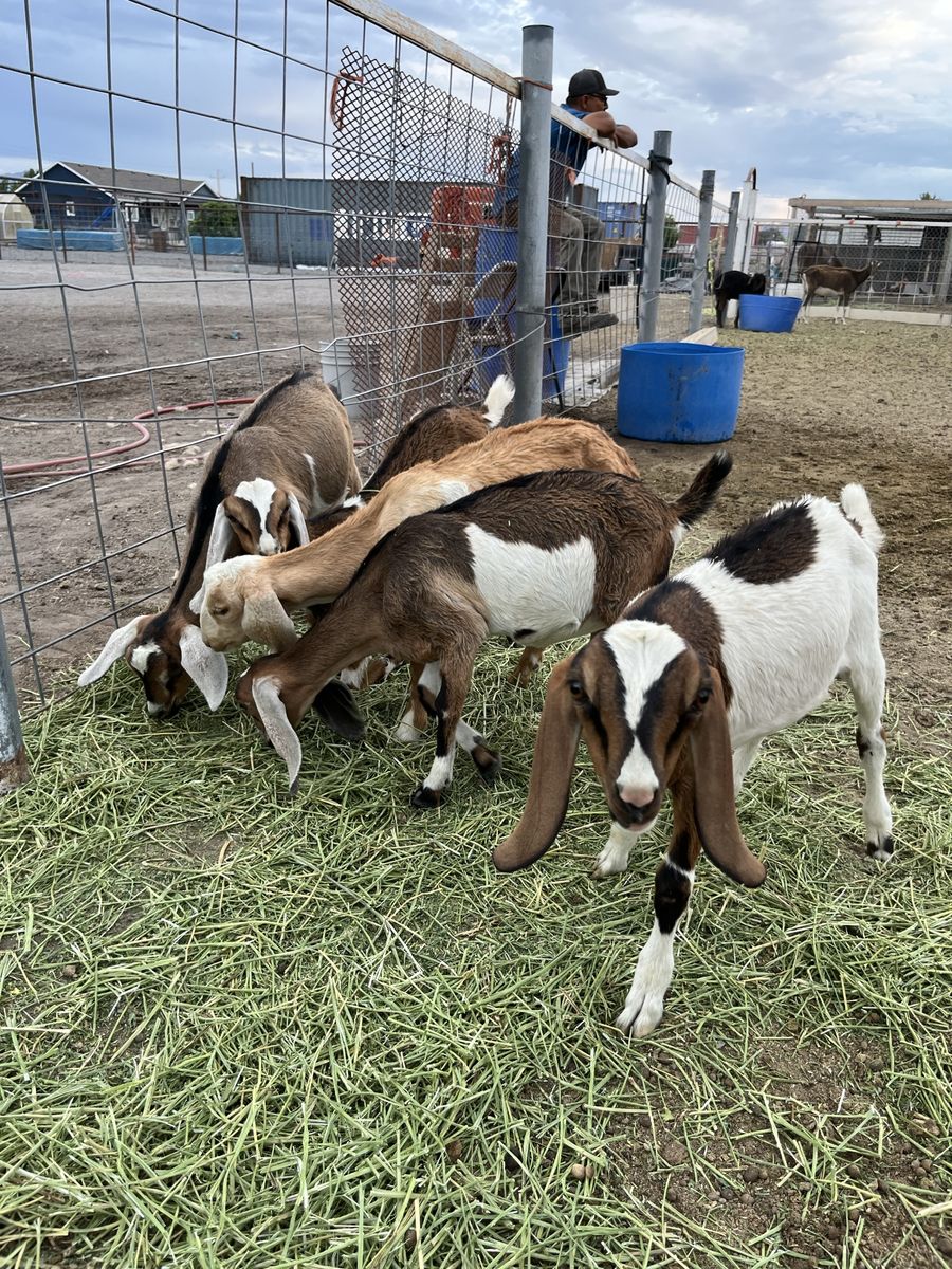 Goats for Sale: Nubian, 3-4 Months Old, Healthy, Eating Hay & Grain
