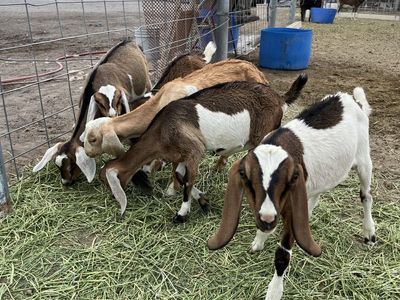 Goats for Sale: Nubian, 3-4 Months Old, Healthy, Eating Hay & Grain