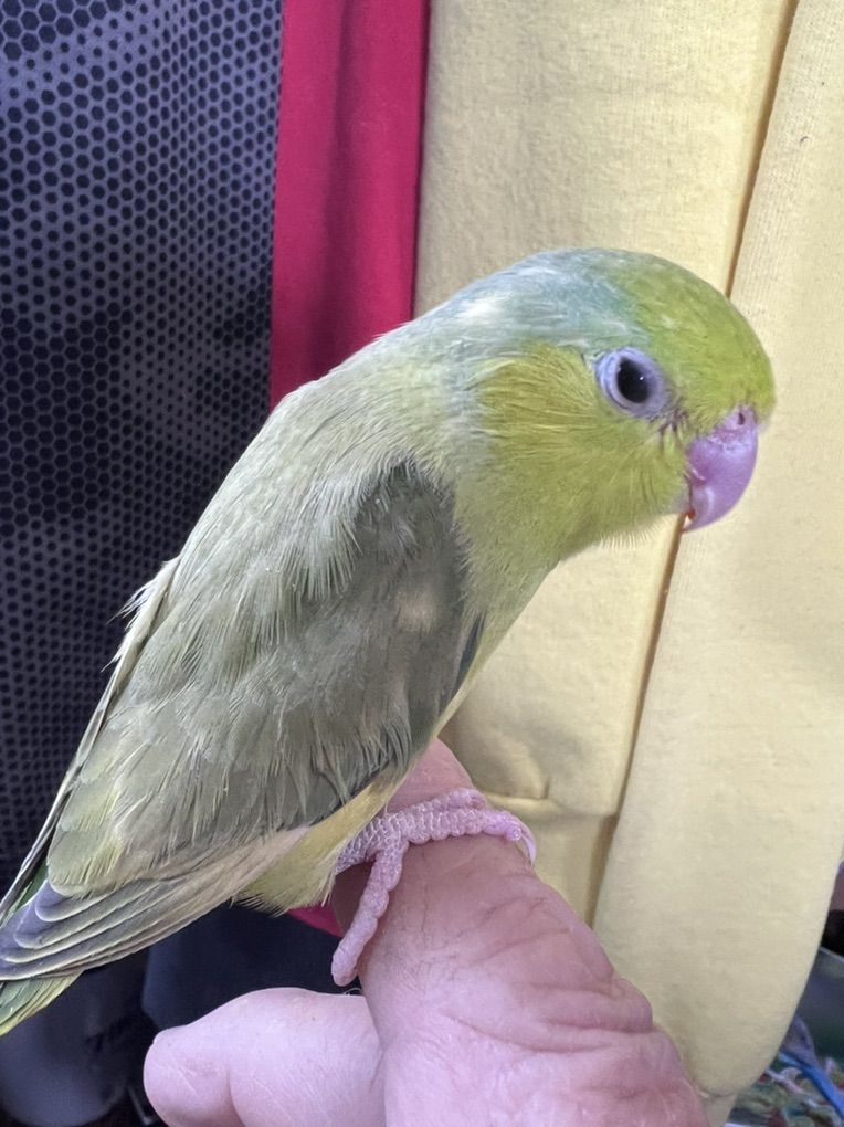 PIED GREEN TURQUISE PARROTLET