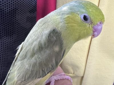 PIED GREEN TURQUISE PARROTLET