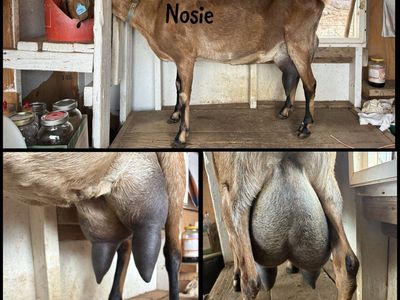 Milking Does