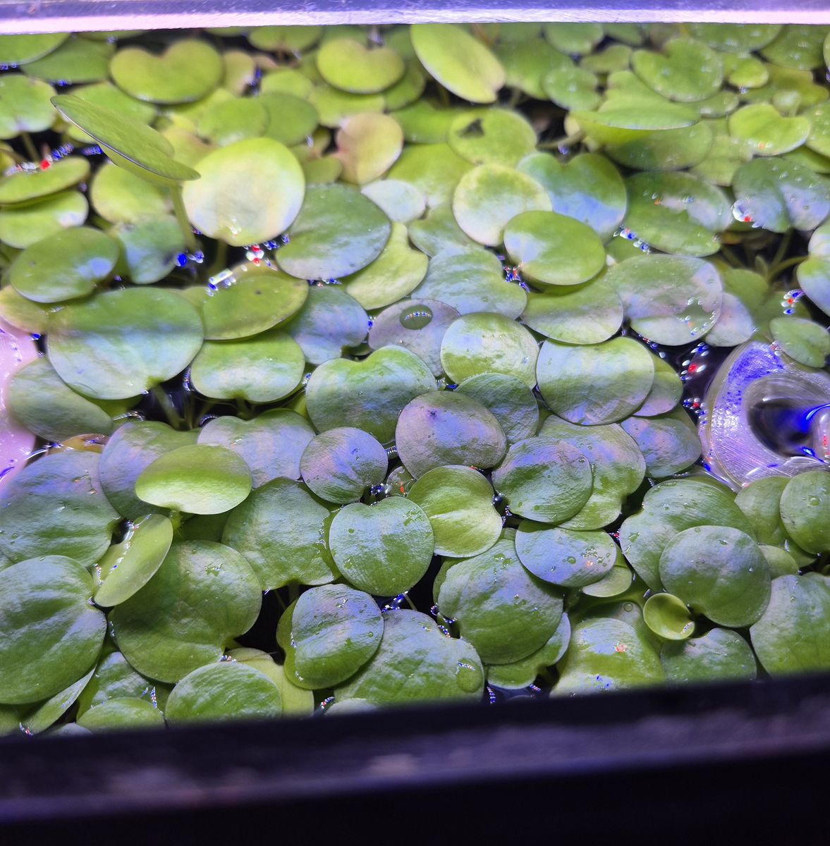 Amazon frogbit (duckweed and snail free)