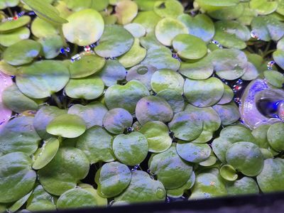 Amazon frogbit (duckweed and snail free)