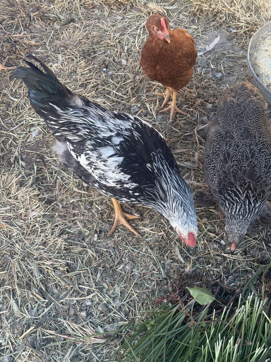 Black and White Rooster Chicken