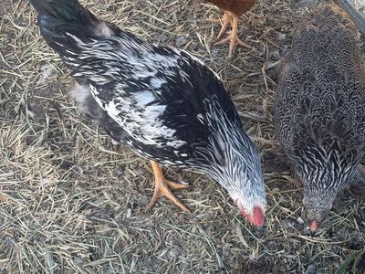 Black and White Rooster Chicken