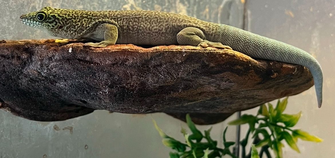 SALE Female Standingi Gecko