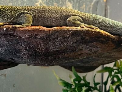 SALE Female Standingi Gecko
