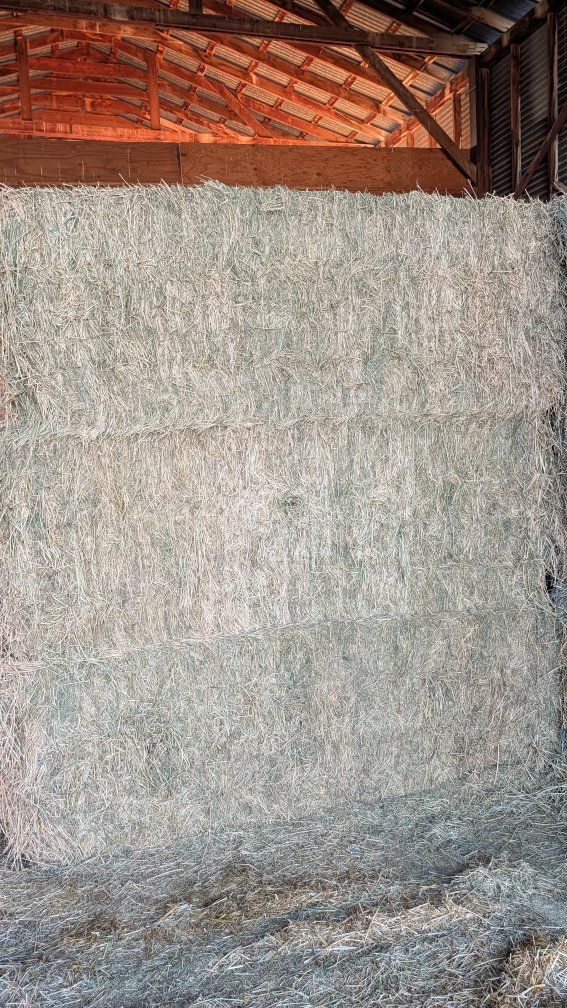 3rd crop alfalfa 3x3 bales