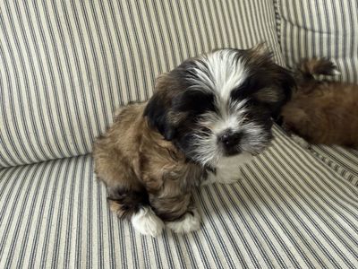 Shih Tzu Puppies