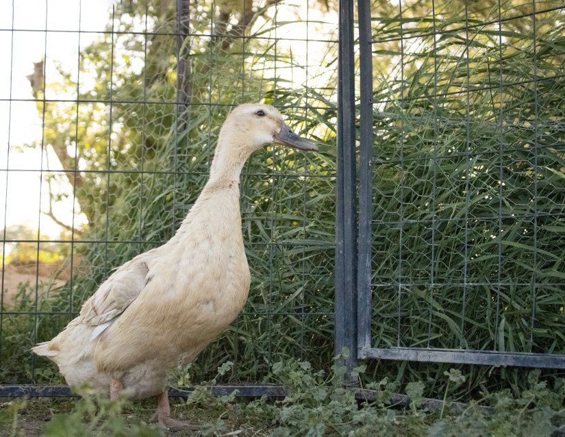 Healthy Mixed Breed Ducks – Great Layers