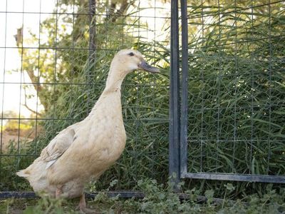 Healthy Mixed Breed Ducks – Great Layers