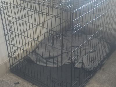 Large dog crate