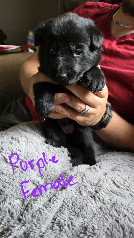 Purebred German Shepherd Puppies