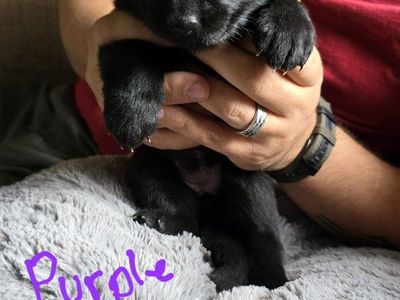 Purebred German Shepherd Puppies