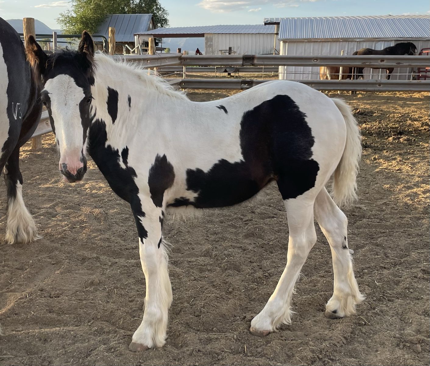 Gypsy Vanner Filly - Black & White Tobiano - SD lines
