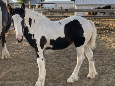 Gypsy Vanner Filly - Black & White Tobiano - SD lines