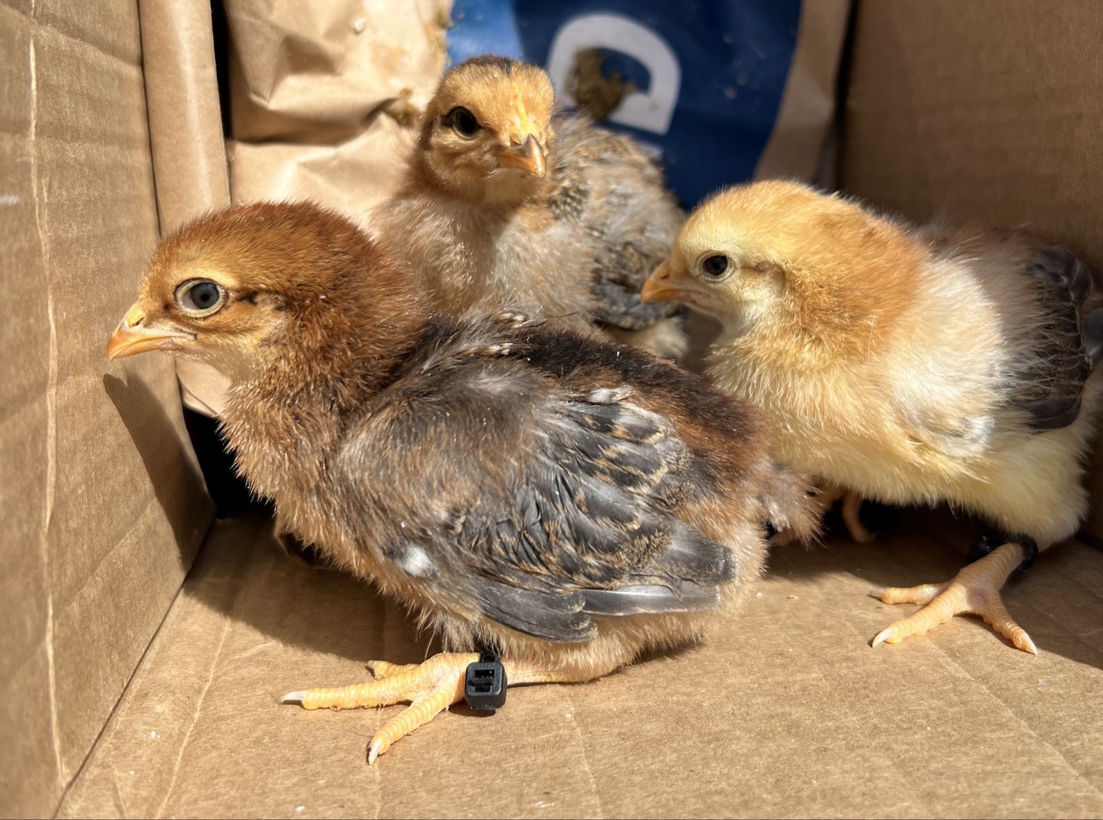 Free Chicks