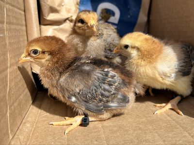Free Chicks