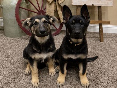 AKC X Large Original German Shepherds