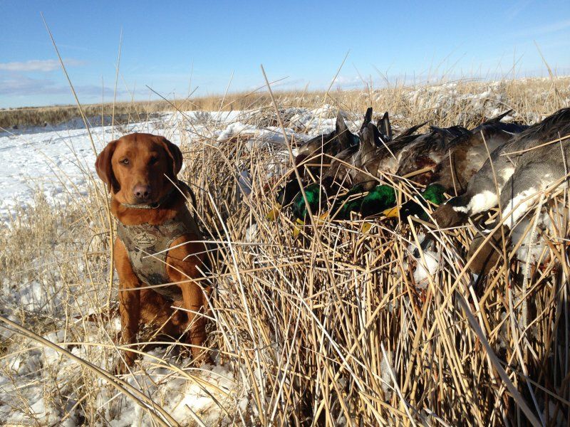 AKC registered red lab puppies