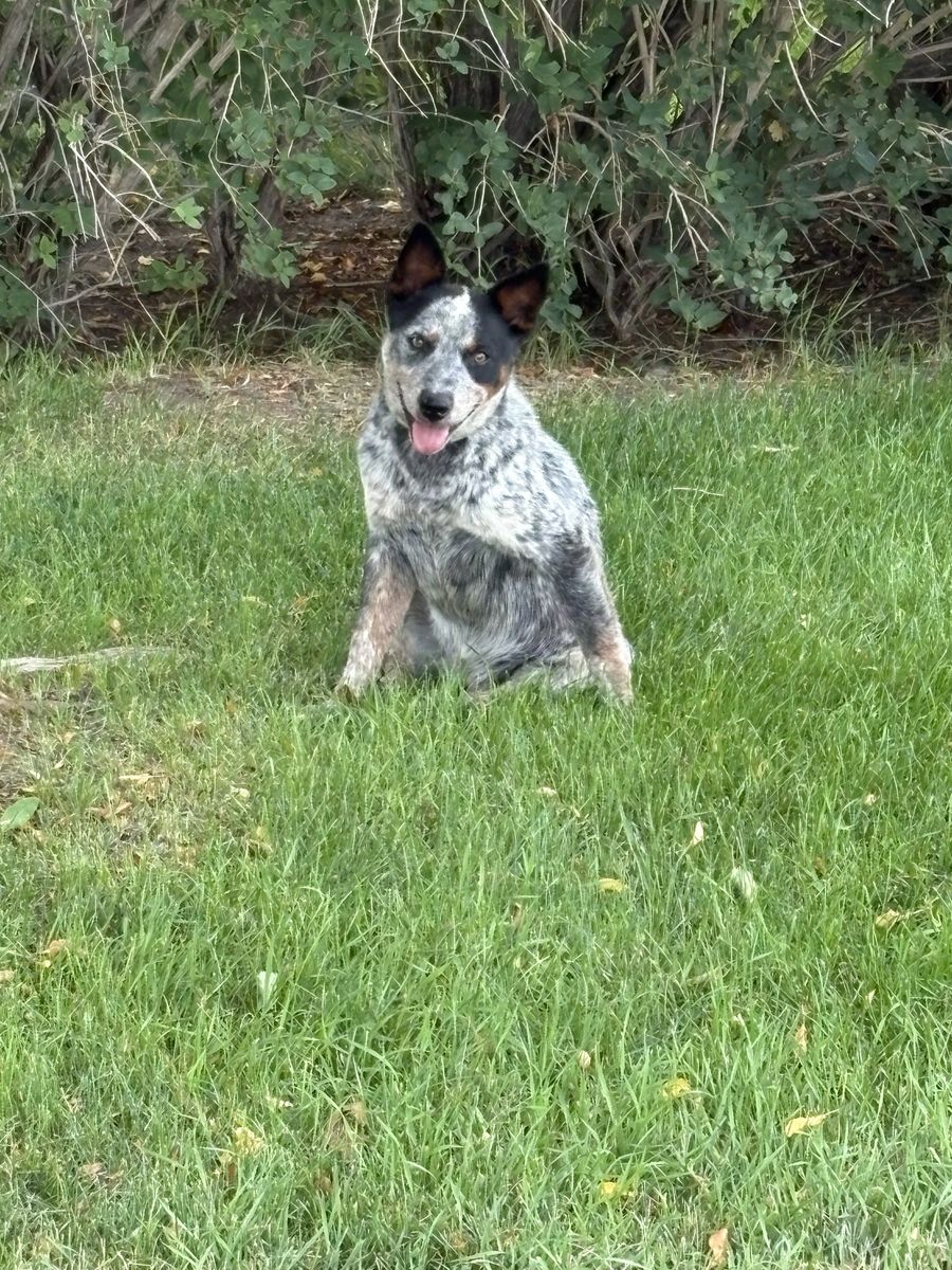 Sweet Female Blue Heeler Dog - Companion Pet