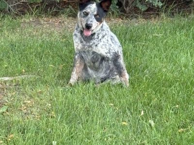 Sweet Female Blue Heeler Dog - Companion Pet
