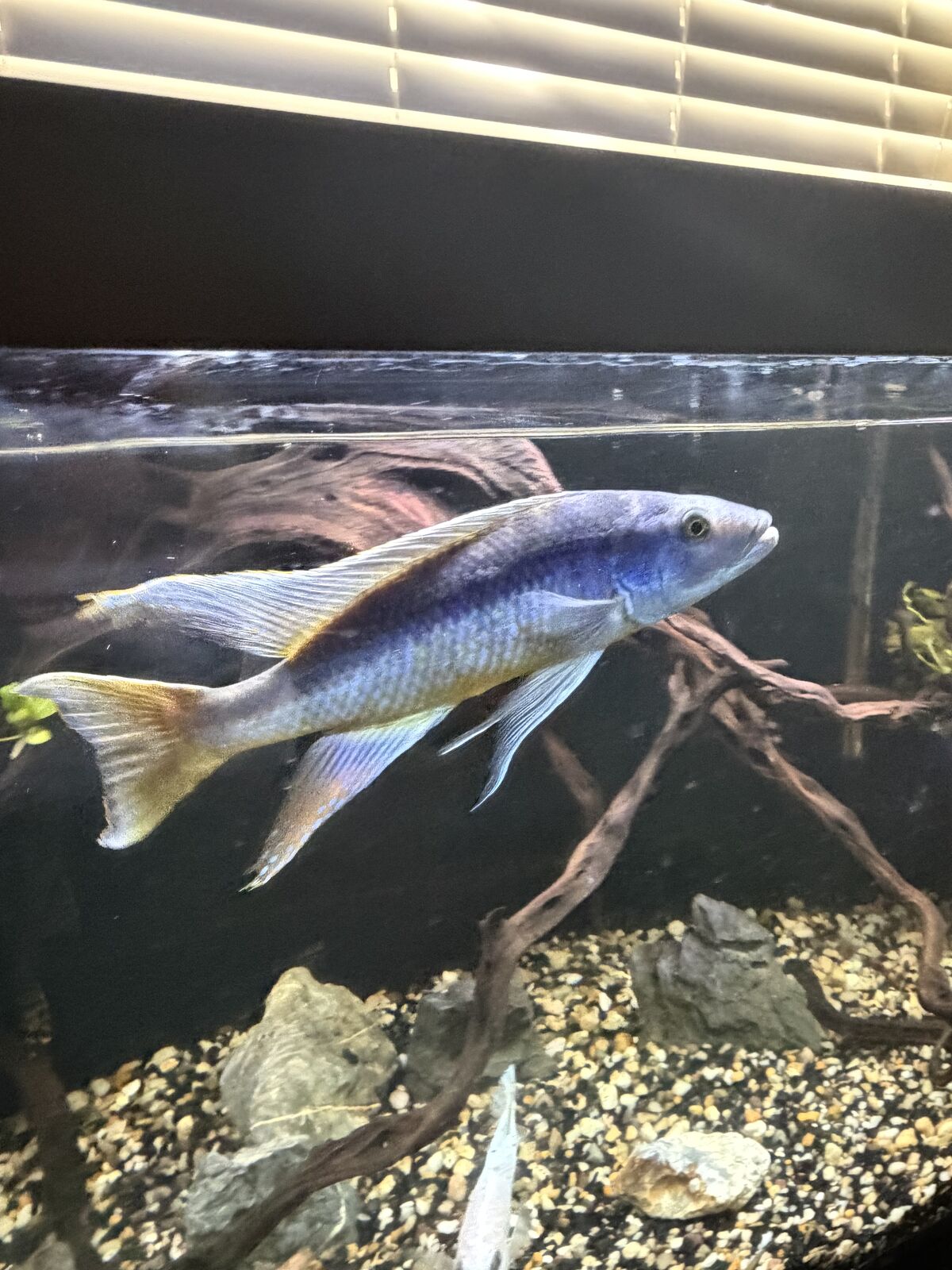 (Price reduced )Showtank stock sale